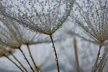 flower fluff, dandelion seeds with dew dop - beautiful macro photography with abstract bokeh...
