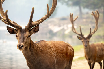 Horizontal portrait of a pair of elk with large antlers with smoke in background caused by wildfires