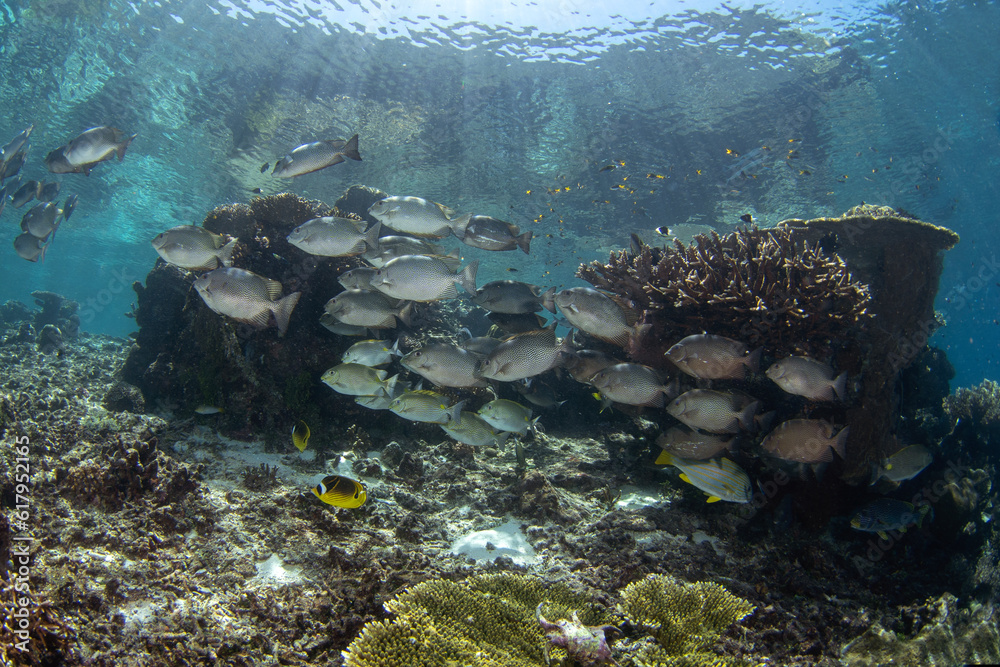 Poster lined rabbitfish and vermiculated spinefoot are swimming together in the shoal. scribbled spinefoot 