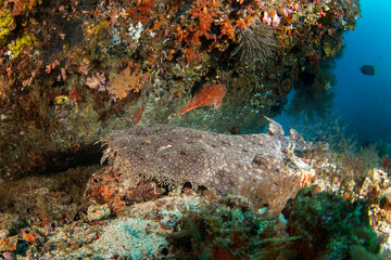 Tasselled wobbegong is laing on the bottom during dive. Eucrossorhinus dasypogon in Raja Ampat. Big hidden shark among the coral. Indonesian wobbegong is sleeping on the seabed.