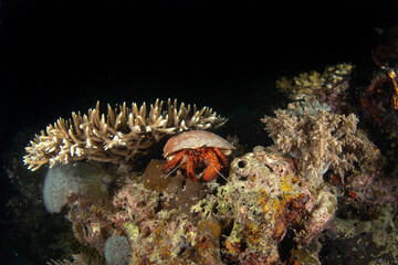 Dardanus megistos is hiding among the corals. Spotted hermit crab is looking eye to eye. Crab is carrying the shell. Night diving in Raja Ampat. 