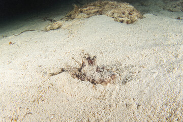 Spiny devilfish is walking on the bottom during night dive. Inimical didactylus in Raja Ampat. Small scorpaenidae fish is hiding in sand. 