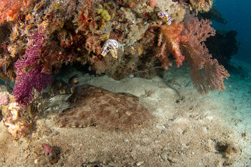 Tasselled wobbegong is laing on the bottom during dive. Eucrossorhinus dasypogon in Raja Ampat. Big...
