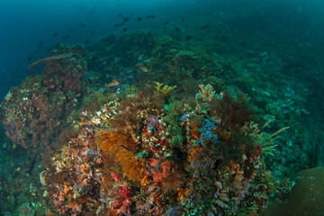 Naklejka na ściany i meble Abundant sea in Raja Ampat. Scuba diving in Indonesia. Bottom full of corals, anemones and fish