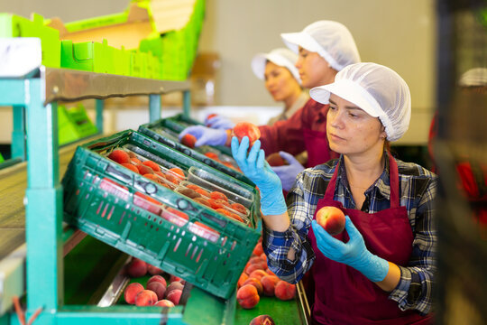 Female workers in uniform working at peach production line