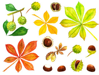 Colorful Set of chestnuts, leaves and peels. Design elements for fabric, poster, packaging, banner and wrapping paper.