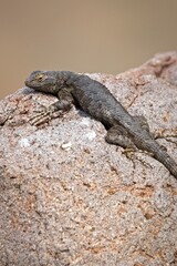 Tiny lizard on a rock in Idaho.