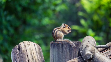 食事中のシマリス
