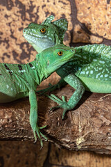 Helmet-bearing basilisk. An ordinary basilisk. Basiliscus basiliscus.