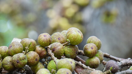 Ficus racemosa (the cluster fig, red river fig, gular, elo, loa, Ficus glomerata). In India, the bark is rubbed on a stone with water to make a paste, which can be applied to boils or mosquito bites.