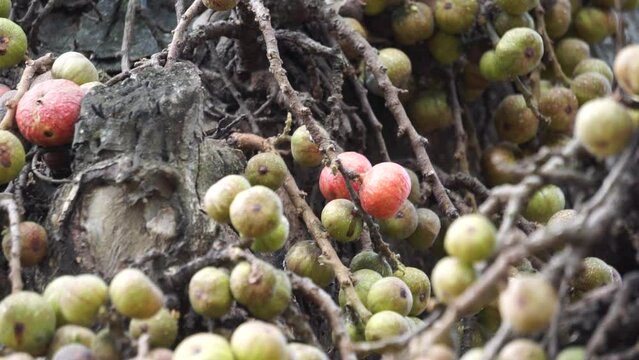 Ficus racemosa (the cluster fig, red river fig, gular, elo, loa, Ficus glomerata). In India, the bark is rubbed on a stone with water to make a paste, which can be applied to boils or mosquito bites.