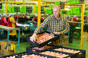 Obraz premium Man carrying plastic box full of peaches in sorting room
