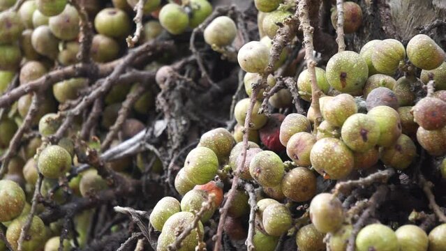 Ficus racemosa (the cluster fig, red river fig, gular, elo, loa, Ficus glomerata). In India, the bark is rubbed on a stone with water to make a paste, which can be applied to boils or mosquito bites.