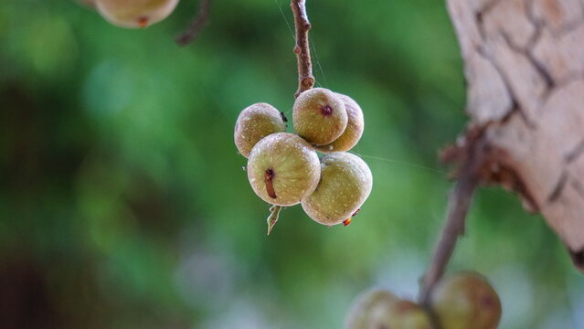 Ficus racemosa (the cluster fig, red river fig, gular, elo, loa, Ficus glomerata). In India, the bark is rubbed on a stone with water to make a paste, which can be applied to boils or mosquito bites.