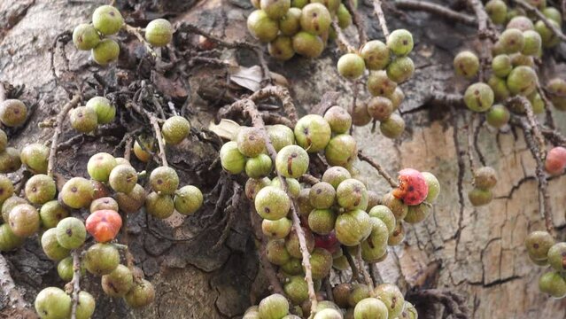 Ficus racemosa (the cluster fig, red river fig, gular, elo, loa, Ficus glomerata). In India, the bark is rubbed on a stone with water to make a paste, which can be applied to boils or mosquito bites.