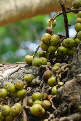 Ficus racemosa (the cluster fig, red river fig, gular, elo, loa, Ficus glomerata). In India, the bark is rubbed on a stone with water to make a paste, which can be applied to boils or mosquito bites.