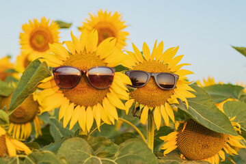 Sunflower wearing sunglasses in a sunflower field at sunrice. Summer heat concept. Close up of blooming sunflowers in field with sky background.