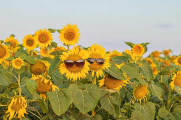 Sunflower wearing sunglasses in a sunflower field at sunrice. Summer heat concept. Close up of blooming sunflowers in field with sky background.