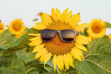 Sunflower wearing sunglasses in the field at sunrise. Close up of blooming sunflowers wearing sunglasses in fields on the sunny day.