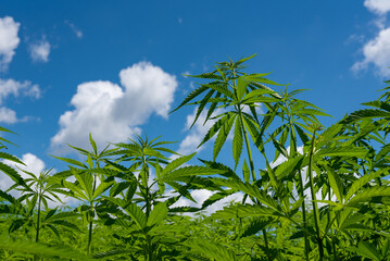 beautiful hemp leaf on a marijuana field under the blue sky with sun and clouds for legalization of medical cannabis products cbd thc illegal drug legal leafes lush dope farm