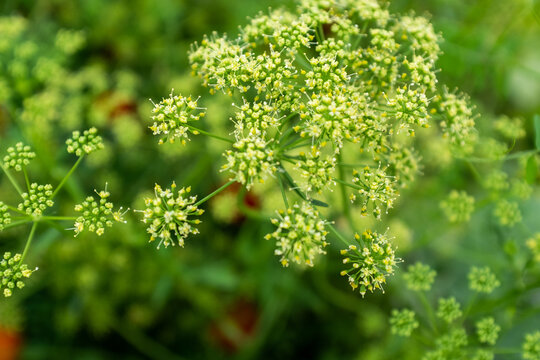Parsley inflorescence on a blurred background. Ripening parsley seeds for publication, design, poster, calendar, post, screensaver, wallpaper, card, banner, cover, website. High quality photo