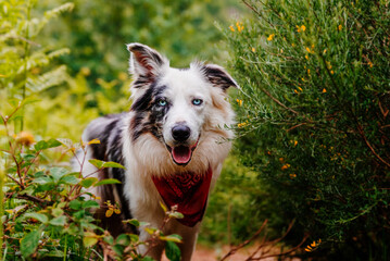portrait looking at camera of dog breed border collie with blue eyes and blue merle pigmentation...