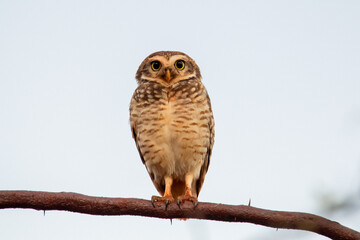eagle owl on a branch