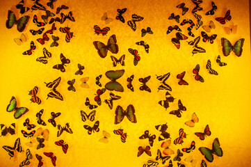 Fototapeta na wymiar Butterflies on yellow glass