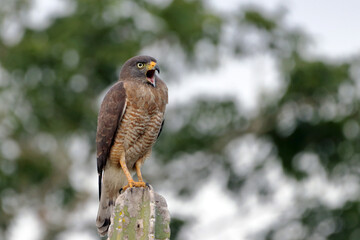 Roadside Hawk (Rupornis magnirostris) screaming perched on a cactus