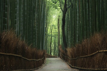 Fototapeta premium 厳かな雰囲気の京都嵐山の竹林