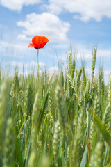 a solitary poppy stands out above the ears of green wheat, in the background a blue sky with clouds, vertical