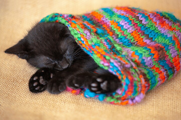 Fototapeta na wymiar Black rescue kitten asleep inside a colorful snow hat, burlap tan natural background.