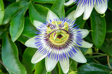Flor de la pasi&oacute;n o Passiflora caerulea.