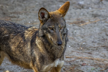 red wolf