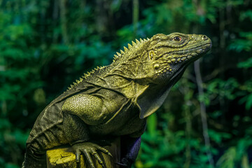 iguana on a branch