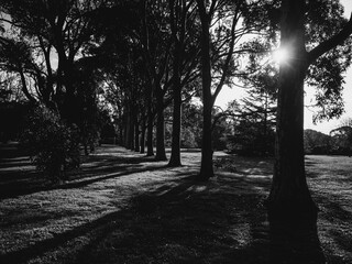 Black and white trees in the park