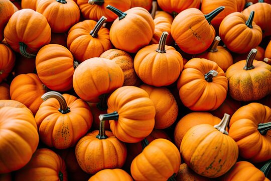 Full frame image of Pumpkins in a pumpkin patch