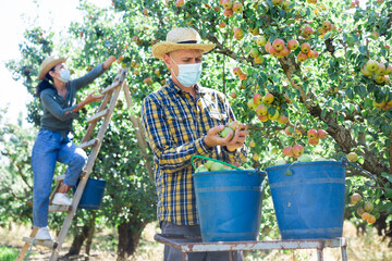 Fototapeta premium Portrait of confident man farmer picking ripe organic pears in orchard with team of seasonal workers wearing face masks 