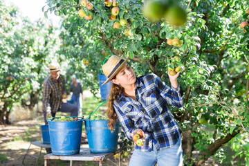 Successful young female farmer in straw hat harvesting ripe pears from tree in fruit garden in...