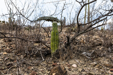 Cactus in the desert, Mexico, dry weather