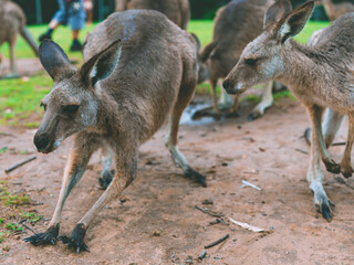 Fototapeta premium kangaroo and baby