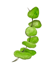 Eucalyptus branch. Watercolor illustration