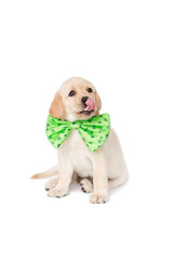 Small Yellow Labrador Retriever puppy dog wearing a green st patrick's day shamrock bow tie, isolated on a white background.
