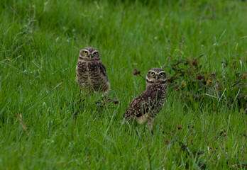 owls in the grass