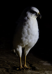 hawk in the dark