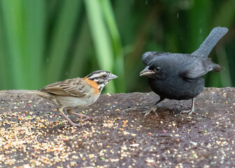bird feeding chick