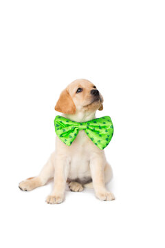 Small Yellow Labrador Retriever puppy dog wearing a green st patrick's day shamrock bow tie, isolated on a white background.
