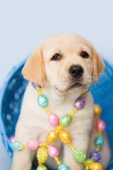 Small, Young, Tan yellow labrador Retriever Puppy Dog tangled and wrapped up in pastel colored Easter egg, string garland decoration, sitting inside of a blue Easter basket, blue background.