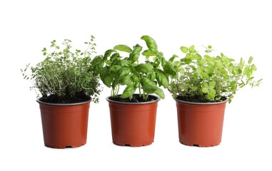 Different aromatic potted herbs on white background