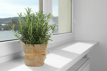 Aromatic green rosemary in pot on windowsill